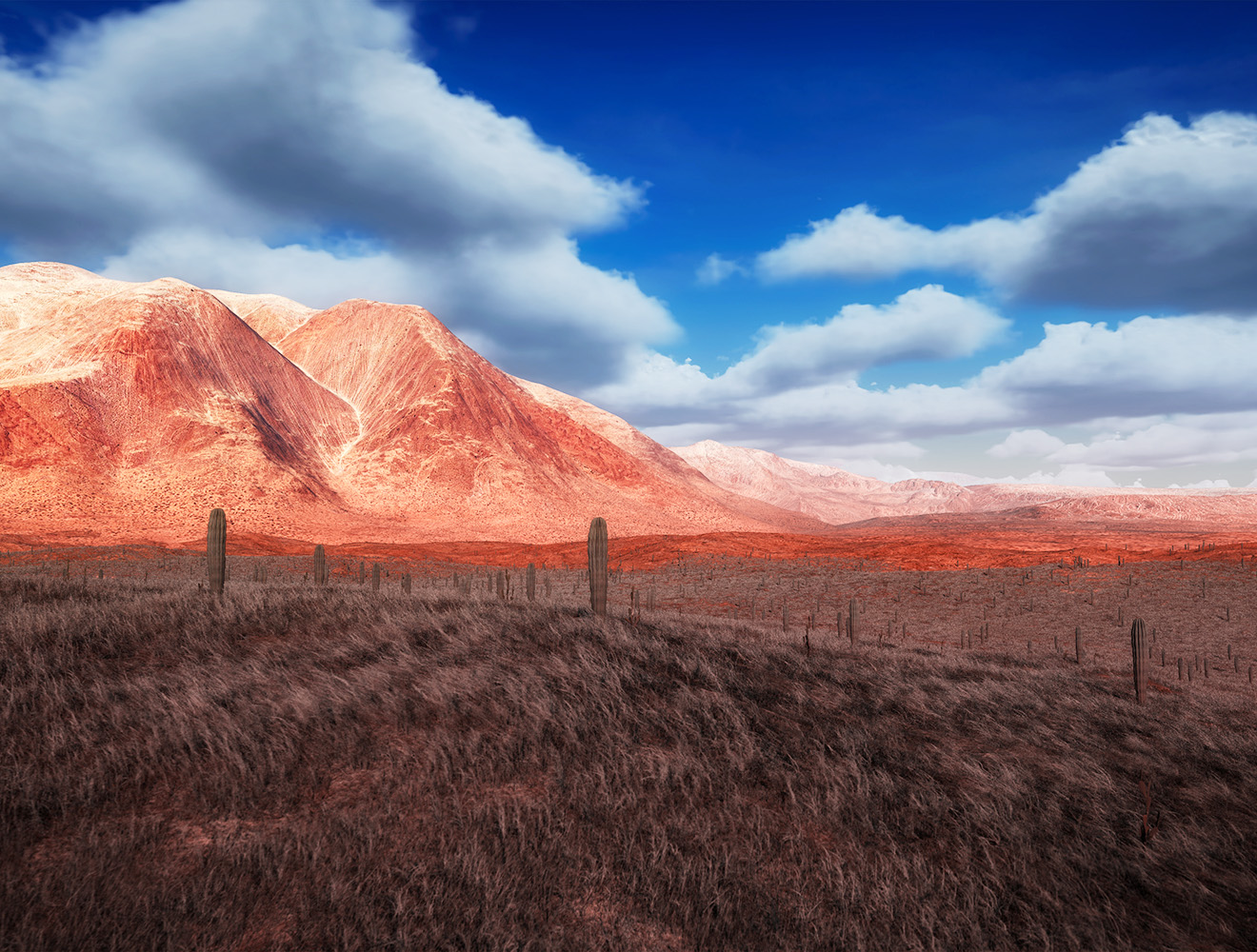 Southwest Desert Virtual Experience